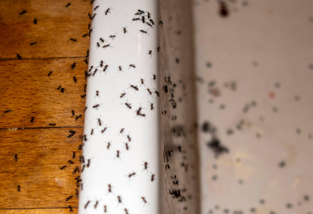 Best Commercial Pest Control Services  in Drain, OR