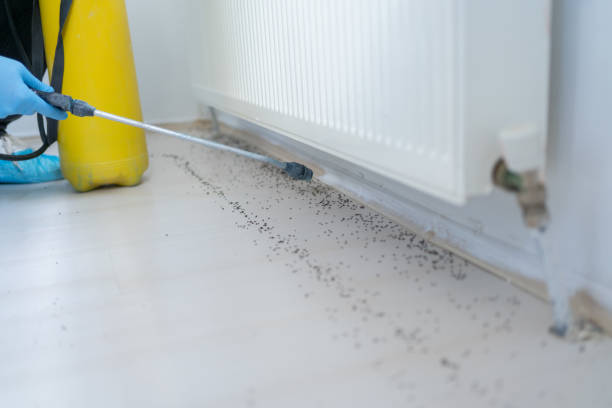 Best Insect Control  in Drain, OR