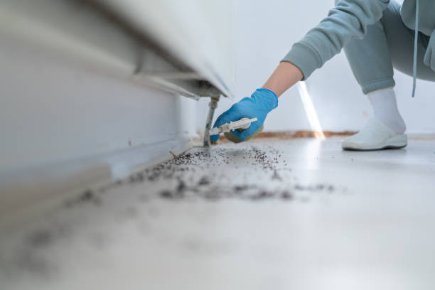 Best Flea Control Services  in Drain, OR